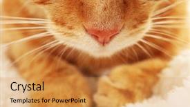  Presentation with cat - Cool new slides with one clever creature - red cat closeup backdrop and a gold colored foreground