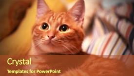  Presentation with dog and cat on computer - Slide set having one clever creature - red cat closeup background and a tawny brown colored foreground