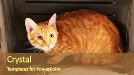  Presentation with box - Slides featuring one clever creature - red cat in wooden box background and a tawny brown colored foreground