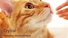  Presentation with red and white industry - Theme with one clever creature - red cat isolated on white background and a  colored foreground