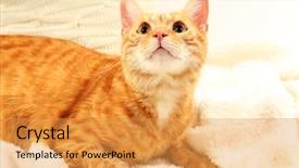  Presentation with fabric weave - Beautiful PPT theme featuring beautiful smiling woman calling attention on light background backdrop and a light gray colored foreground