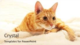  Presentation with fabric - Audience pleasing slides consisting of one clever creature - red cat on blanket backdrop and a  colored foreground