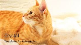  Presentation with fabric - Audience pleasing PPT layouts consisting of glare of light reflected in the shards of pure ice backdrop and a gray colored foreground.