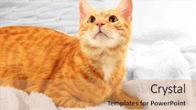  Presentation with fabric - Colorful PPT theme enhanced with one clever creature - red cat on blanket backdrop and a yellow colored foreground