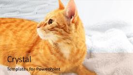  Presentation with fabric - Presentation theme with one clever creature - red cat on blanket background and a  colored foreground