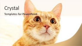  Presentation with free remplates for fabric dyeing - Theme enhanced with one clever creature - red cat on fabric background background and a  colored foreground