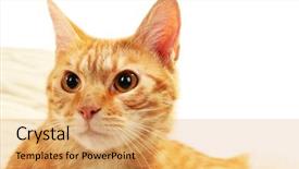  Presentation with free remplates for fabric dyeing - Presentation theme enhanced with one clever creature - red cat on fabric background background and a  colored foreground