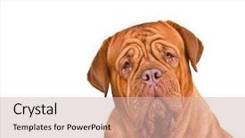  Presentation with portrait of a sleeping sloth - Audience pleasing presentation theme consisting of one clever creature - serious portrait of dogue de backdrop and a soft green colored foreground