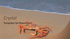  Presentation with crab - 