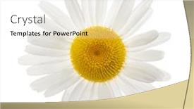  Presentation with daisy - PPT theme with one-daisy-flower-from-above background and a white colored foreground