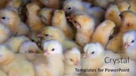  Presentation with hatchery - Presentation theme with one-day-baby-chickens background and a coral colored foreground