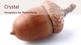  Presentation with world war one trenches - Presentation theme featuring one dried acorn in closeup background and a lemonade colored foreground