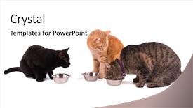  Presentation with food white - Presentation theme with one eating and two others background and a white colored foreground