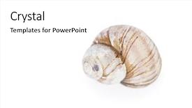  Presentation with snail - Cool new PPT layouts with one empty snail shell isolated backdrop and a white colored foreground