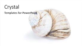  Presentation with one swot - Amazing PPT theme having one empty snail shell isolated backdrop and a white colored foreground