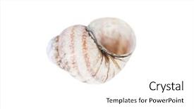  Presentation with shell gasoline - Slide set consisting of one empty snail shell isolated background and a white colored foreground