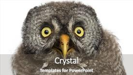  Presentation with grey - Slide deck consisting of one eye - great grey owl or lapland background and a tawny brown colored foreground