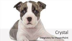  Presentation with american - Audience pleasing slides consisting of one eye - portrait of american staffordshire terrier backdrop and a light gray colored foreground