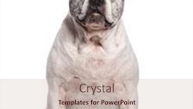  Presentation with old dog - Slide set featuring one-eyed-blind-old-mixed background and a soft green colored foreground