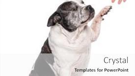  Presentation with old dog - PPT layouts with one-eyed-blind-old-mixed background and a white colored foreground
