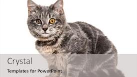  Presentation with blind - Slide deck with one-eyed-blind-old background and a light gray colored foreground