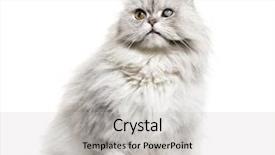  Presentation with persian - Presentation theme enhanced with one-eyed blind persian cat background and a light gray colored foreground