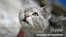  Presentation with cat - Beautiful presentation theme featuring one-eyed-cat-looking backdrop and a dark gray colored foreground