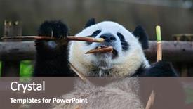 Presentation with eating - Presentation theme enhanced with one giant panda bear eating background and a gray colored foreground