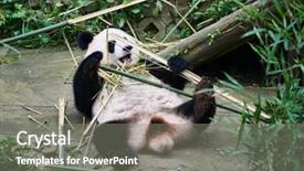  Presentation with eating - Slides consisting of one-giant-panda-bear-eating background and a gray colored foreground