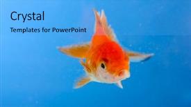  Presentation with blue water lily - Slides with one gold fish - goldfish closeup in water background and a  colored foreground