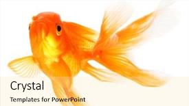  Presentation with goldfish - Slide set enhanced with one gold fish - goldfish isolated on white background background and a blonde colored foreground