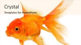  Presentation with goldfish - Audience pleasing PPT theme consisting of one gold fish - goldfish isolated on white background backdrop and a blonde colored foreground