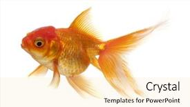  Presentation with goldfish - Colorful PPT layouts enhanced with one gold fish - goldfish isolated over white background backdrop and a lemonade colored foreground