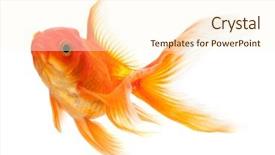  Presentation with goldfish - PPT theme enhanced with one gold fish - goldfish isolated over white background background and a cream colored foreground