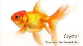  Presentation with goldfish - Slides featuring one gold fish - goldfish isolated over white background background and a lemonade colored foreground