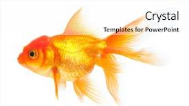  Presentation with goldfish - Cool new PPT theme with one gold fish - goldfish isolated over white background backdrop and a white colored foreground