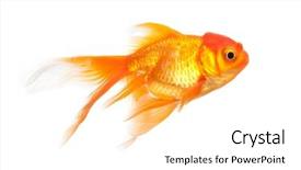  Presentation with goldfish - PPT theme consisting of one gold fish - goldfish isolated over white background background and a white colored foreground