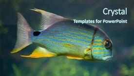  Presentation with thin blue line police symbol - PPT layouts consisting of one gold fish - sailfin snapper symphorichthys spilurus also background and a tawny brown colored foreground