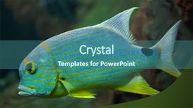  Presentation with thin blue line police symbol - PPT theme featuring one gold fish - sailfin snapper symphorichthys spilurus also background and a teal colored foreground