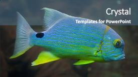  Presentation with sea - Amazing presentation theme having one gold fish - sailfin snapper symphorichthys spilurus also backdrop and a teal colored foreground