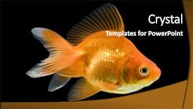  Presentation with goldfish - Presentation design enhanced with one gold fish - sideview of ryukin goldfish swimming background and a  colored foreground
