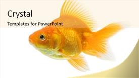  Presentation with goldfish - Colorful presentation enhanced with one gold fish - sideview of ryukin goldfish swimming backdrop and a yellow colored foreground