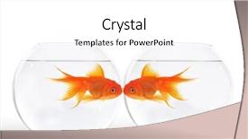  Presentation with goldfish - Audience pleasing presentation consisting of one gold fish - two goldfish kissing while swimming backdrop and a white colored foreground