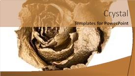  Presentation with romance - Amazing PPT theme having one gold rose isolated backdrop and a gold colored foreground