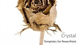  Presentation with rose gold - Colorful PPT layouts enhanced with one-gold-rose-isolated-over backdrop and a white colored foreground