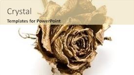  Presentation with rose gold - Colorful presentation design enhanced with one-gold-rose-isolated-over backdrop and a lemonade colored foreground