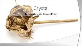  Presentation with rose gold - PPT theme with one-gold-rose-isolated-over background and a white colored foreground