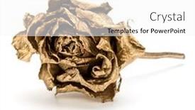  Presentation with rose gold - Slide set with one-gold-rose-isolated-over background and a white colored foreground