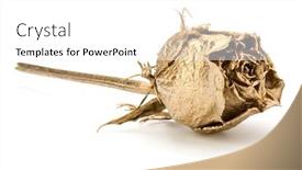  Presentation with romance - Presentation theme having one-gold-rose-isolated-over background and a white colored foreground