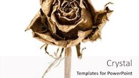  Presentation with rose gold - Amazing slide set having one gold rose isolated on white background cutout golden dried flower head romance concept backdrop and a white colored foreground